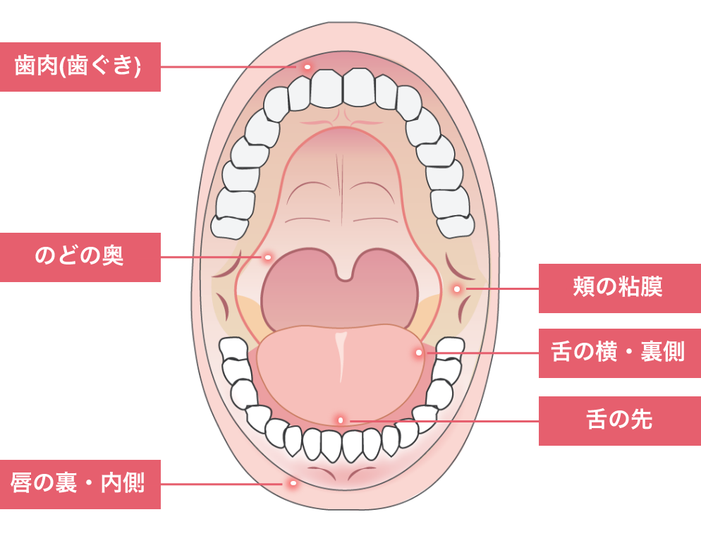 口腔内の図